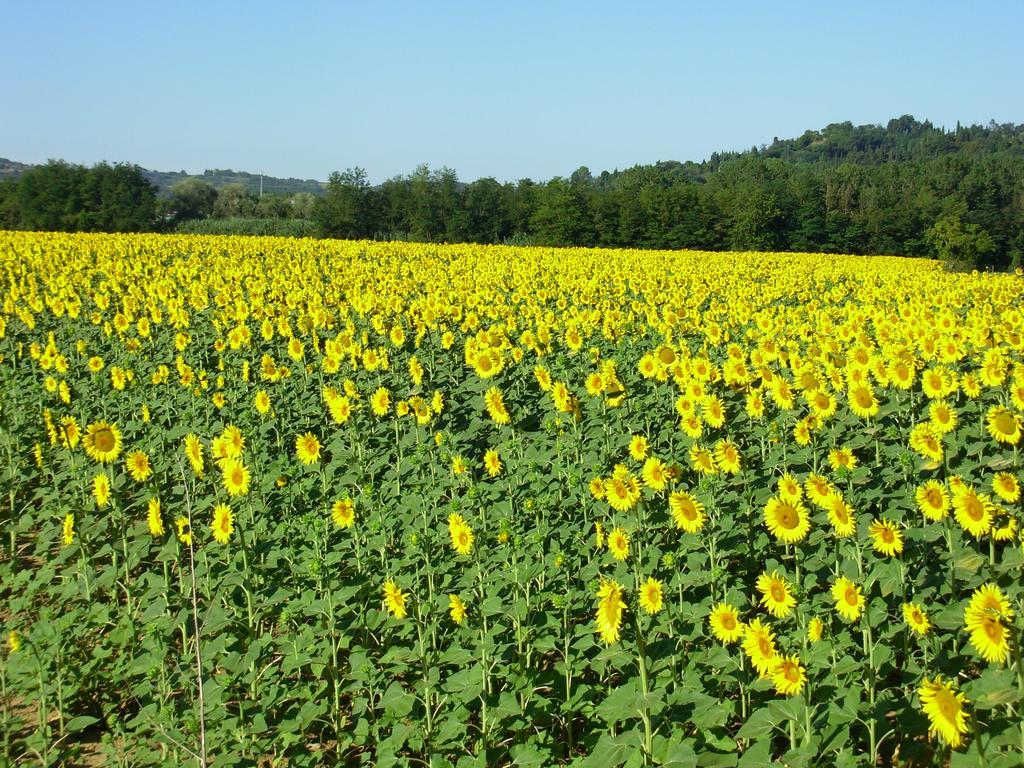 Il Borghetto Tuscan Holidays San Gimignano Zewnętrze zdjęcie